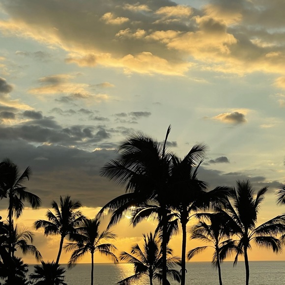 Forever Fern - Take a look at all the amazing items in this closet collection! - Picture 6 of 14